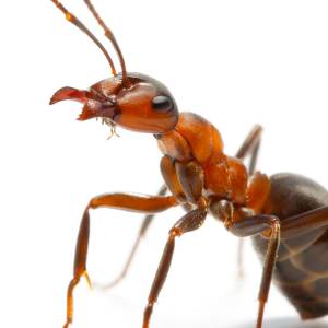 Image of an ant