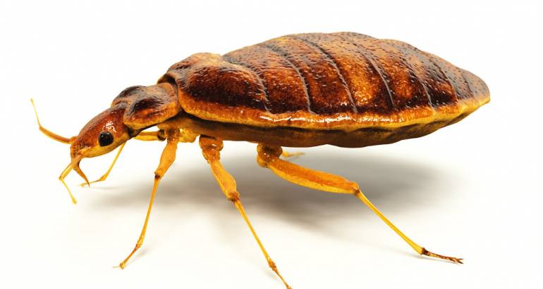Questions to Ask Your Potential Bed Bug Exterminator Service