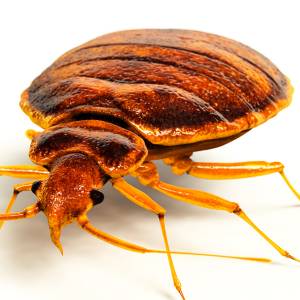 Image Of Bed Bug.