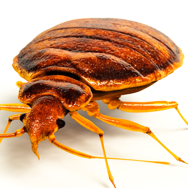 Bedbugs