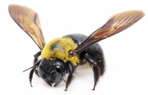 Image of a bees