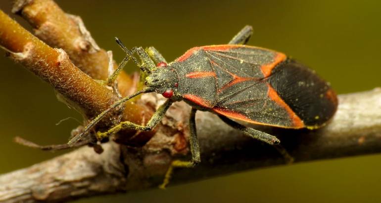 Identifying Boxelder Bugs in Michigan