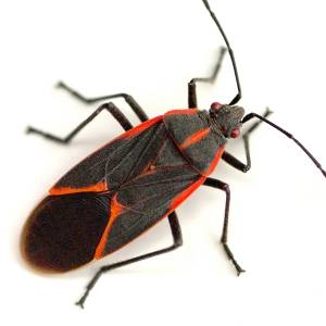 Image of a boxelder bug