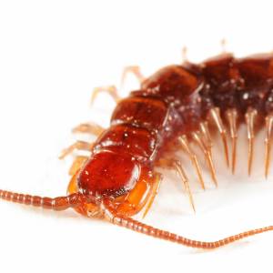 Image of a centipede