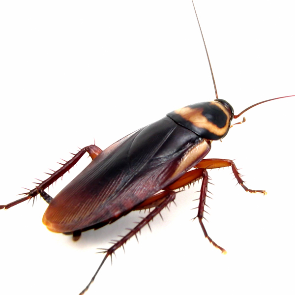 Cockroaches