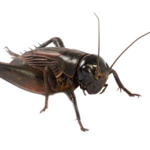 Image of a cricket