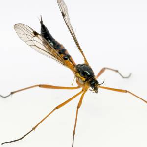Image of a gnat
