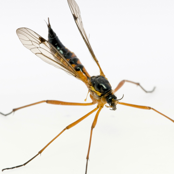 Gnats