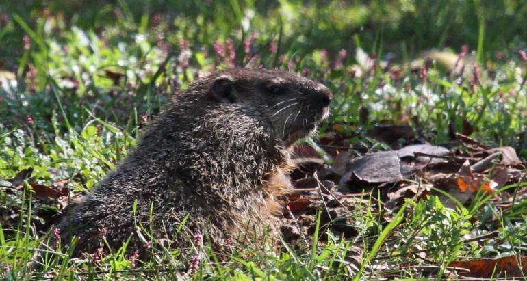 Do You Have a Michigan Woodchuck Problem?