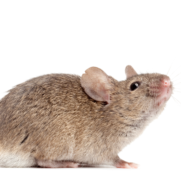 Mice