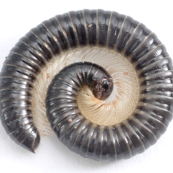 millipedes
