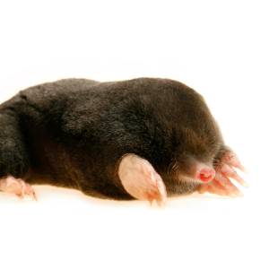 Image of a mole