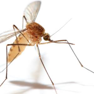 Image of a mosquitoe