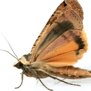 Image of an Indian meal moth