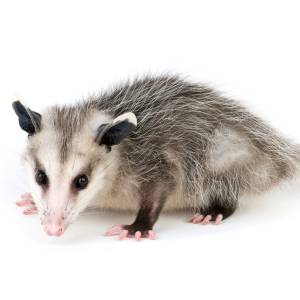 Image of an Opossum