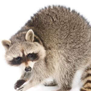 Image of a raccoon