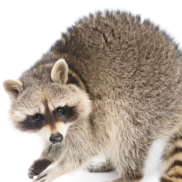 Raccoons