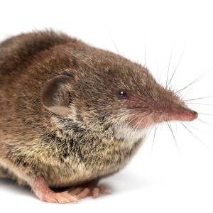 Image of a shrew