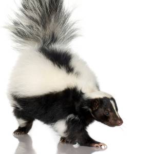 Image of a skunk
