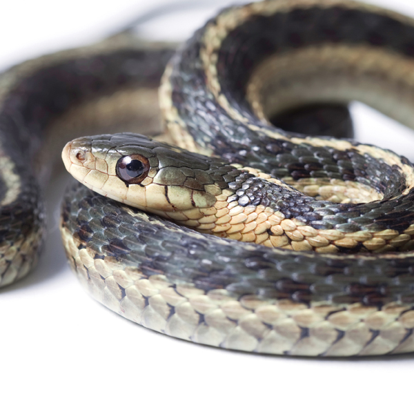Snakes