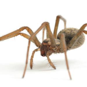 Image of a brown recluse
