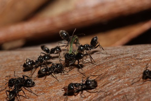 Avoid an Ant Infestation this Summer with These 4 Tips