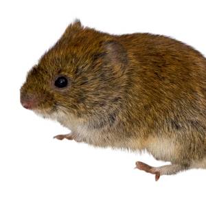 Image of a vole