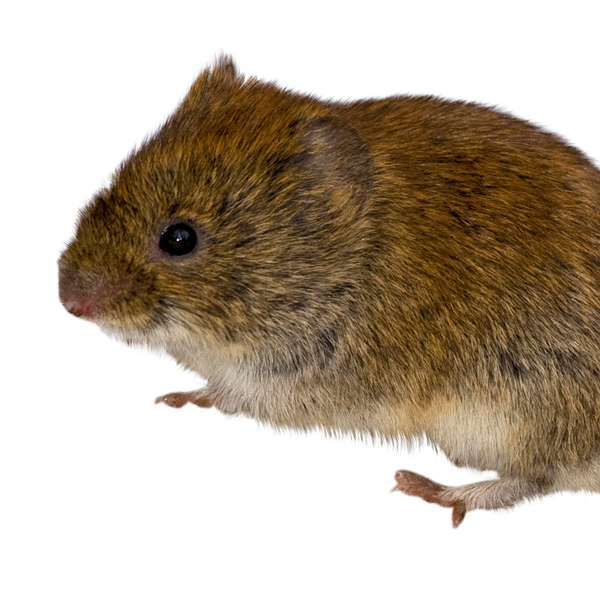 Voles