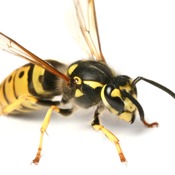 Wasps