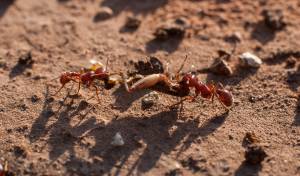 Types of ants in Michigan.