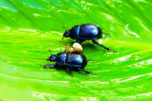 Image of a bug.