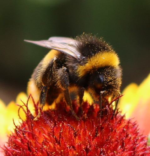 Picture of a honeybee.