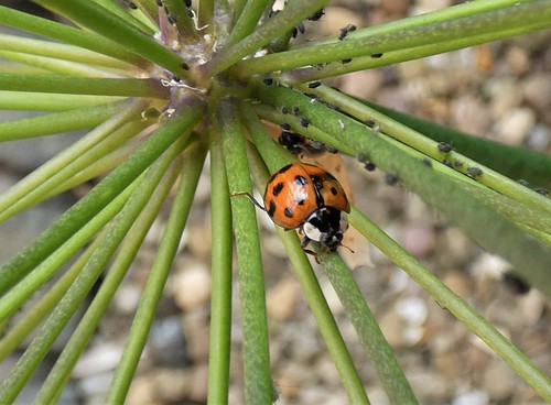 Image Of A Ladybug.