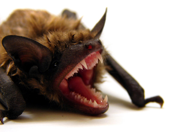 Bat removal in Rochester