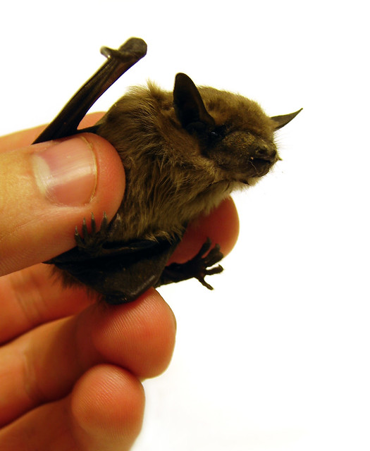 Bat removal in Livonia