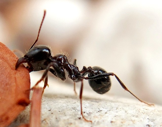 Ant control in Troy