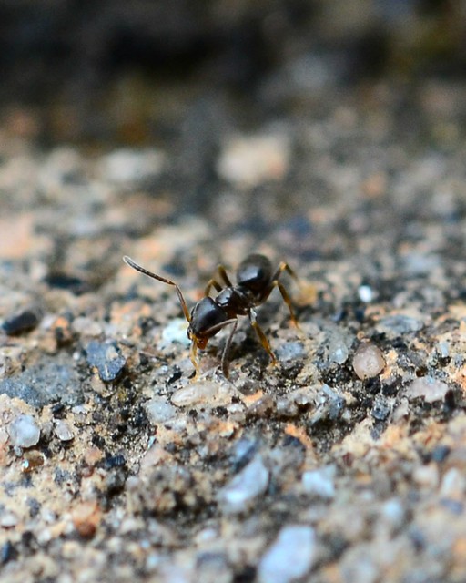 Ant control in Livonia