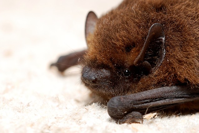 Bat removal in Livonia