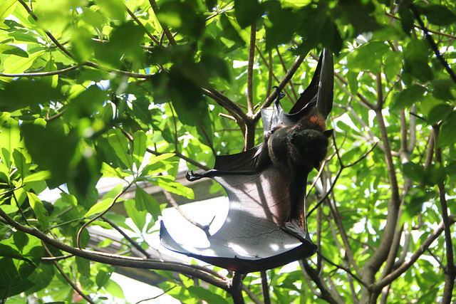 Bat removal in Troy