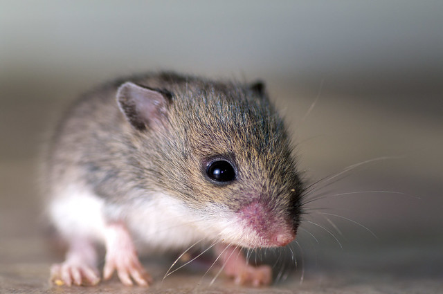 Mice removal in Farmington