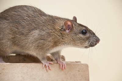 Mice removal in Livonia