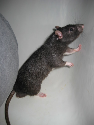 Rat control in detroit