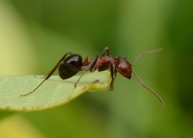 Ant control in Michigan