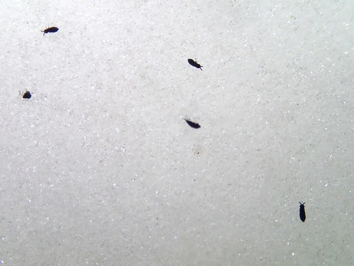 Snow fleas in Michigan