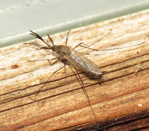 Mosquito control in Michigan