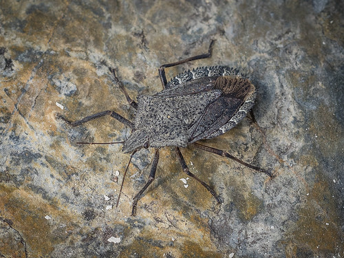 Stink bugs in Michigan