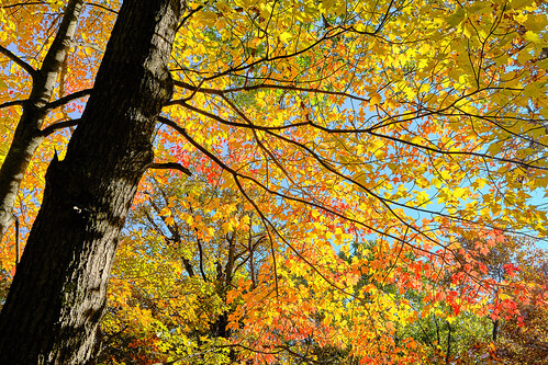 Fall tree