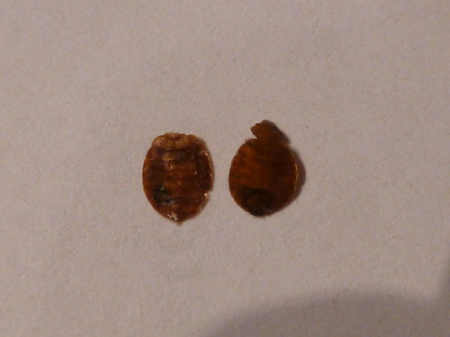 Bed bugs in Michigan