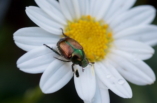 Japanese beetle