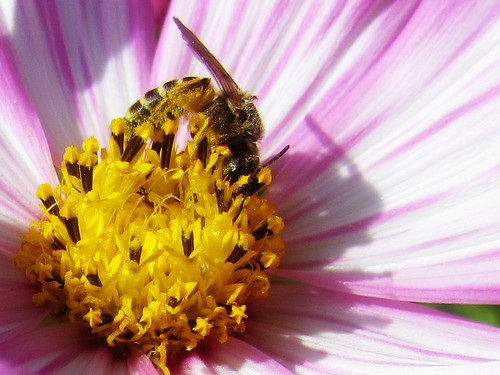 Bee on a flower